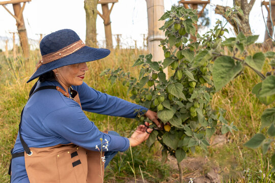 Woman harvesting fresh organic physalis fruits in a green field, tending to crops on a sustainable farm, representing agriculture, food production, and rural life