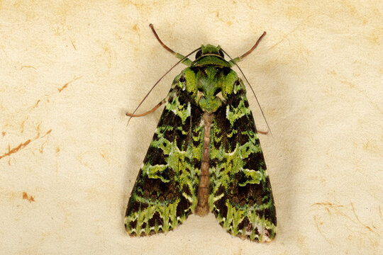 Green moth displaying intricate camouflage pattern in malaysia