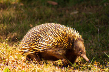 Short beaked echidna (Tachyglossus aculeatus) in the afternoon sun on Phillip Island, Victoria...