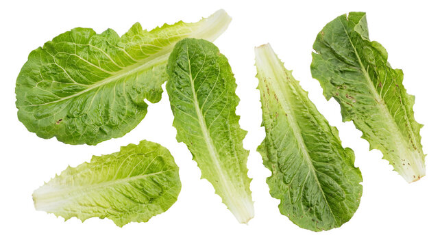 Crisp and fresh romaine lettuce leaves, a vibrant studio photograph isolated on transparent background.