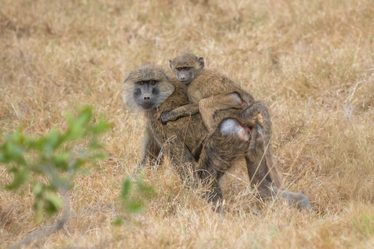 Olive baboon (Papio anubis) mother carrying a young infant on her back in the arid savanna of Samburu National Reserve, Kenya.