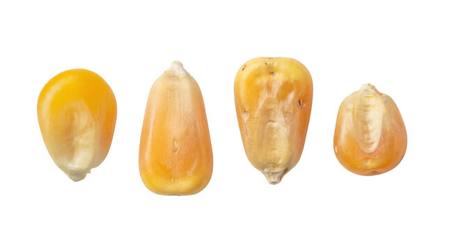 Four vibrant golden popcorn kernels, ready for healthy snacking and movie night preparation, isolated on transparent.