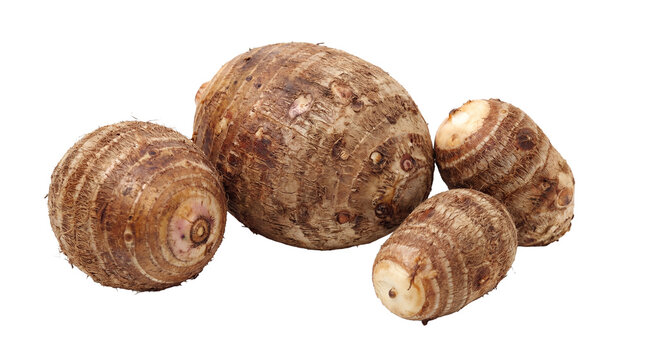 Group of organic taro roots, a healthy and versatile vegetable, photographed on a clean transparent background.