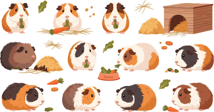 Cute Guinea Pig Character Set Featuring Different Fur Colors Eating Carrots, Sitting, and Playing with Hay House for Pet Animal Illustration.