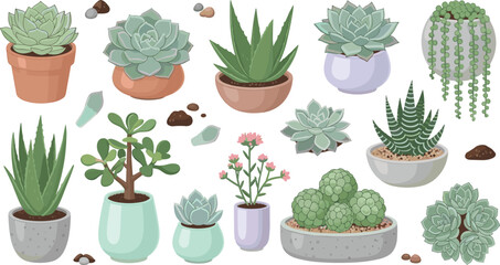 Succulent and Cactus Houseplant Illustration Set Featuring Aloe, Echeveria, Jade Plant, Hanging String Succulent, and Decorative Potted Desert Plants. © MdNazmul
