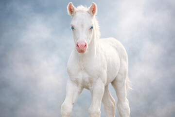 Obraz premium Majestic white horse foal with striking blue eyes and pink nose, standing gracefully against a soft, ethereal light blue and white cloudy background, symbolizing purity and new beginnings.