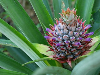 Pineapple blossom with green leaves in background, The purple petals of the flower spring on the fruit