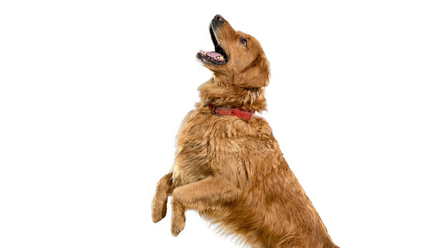 energetic golden retriever dog jumping and looking up with mouth open, isolated on a transparent background.