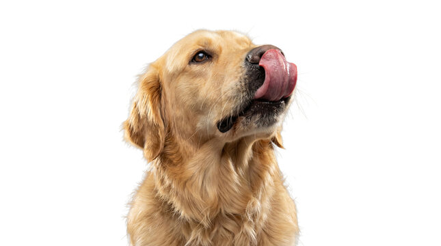 golden retriever dog with its tongue out licking its nose, isolated on a transparent background for easy design integration.