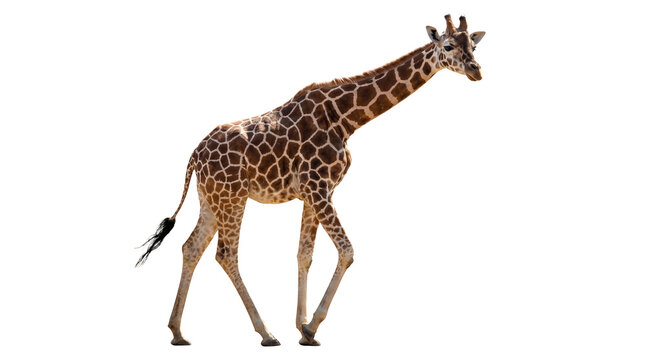 png image of a giraffe in motion against a transparent background, captured mid-stride, highlighting its distinct patterned coat and elegant posture.