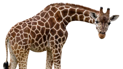 Fototapete Giraffe a striking photograph of a giraffe bending its long neck down, with its iconic patterned fur prominently displayed against a pure transparent background for dramatic contrast.  © Christina