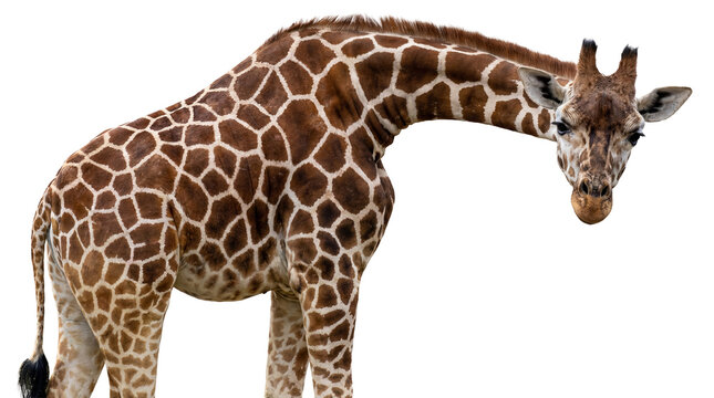 a striking photograph of a giraffe bending its long neck down, with its iconic patterned fur prominently displayed against a pure transparent background for dramatic contrast.
