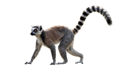 Fototapeta premium Ring tailed lemur walking isolated on transparent background – wild primate with striped tail from Madagascar