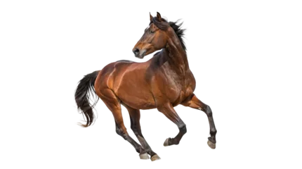 Fototapete Reiten Brown horse running isolated on transparent background – powerful domestic animal in motion  © Emma