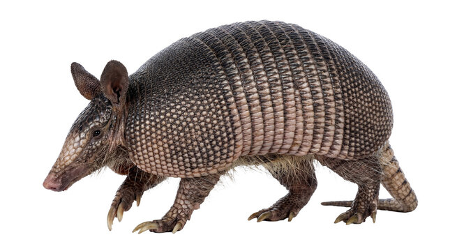 A nine-banded armadillo, Dasypus novemcinctus, is captured walking in a studio setting.