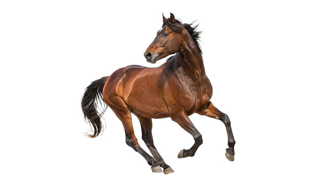 Brown horse running isolated on transparent background &ndash; powerful domestic animal in motion