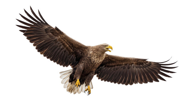 A powerful photograph of a majestic white-tailed eagle in full flight, wings majestically spread.