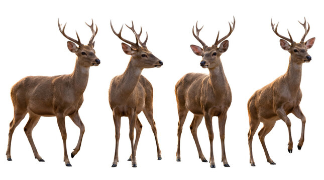 Collection of magnificent male sika deer with large antlers standing and walking, isolated on a transparent background.