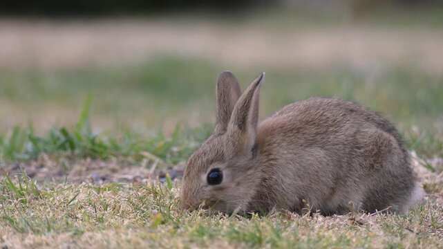 Cute baby bunny rabbit quickly hopping away scared close up with copy space