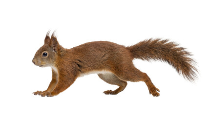 A dynamic photograph of a European red squirrel, Sciurus vulgaris, running, isolated on a transparent background. © Emma