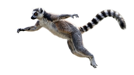 Ring tailed lemur jumping isolated on transparent background – exotic primate animal in motion © Irene