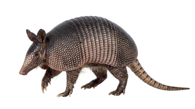 A nine-banded armadillo, Dasypus novemcinctus, is captured walking in a studio setting.