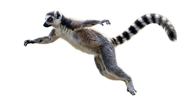 Ring tailed lemur jumping isolated on transparent background &ndash; exotic primate animal in motion