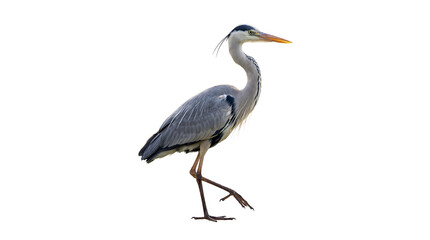 Fototapeta premium Graceful white heron steps forward, displaying elegant form as an isolated cutout.