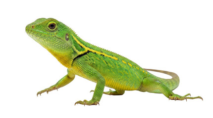 A detailed photograph of a vibrant green agamid lizard, featuring prominent yellow markings.