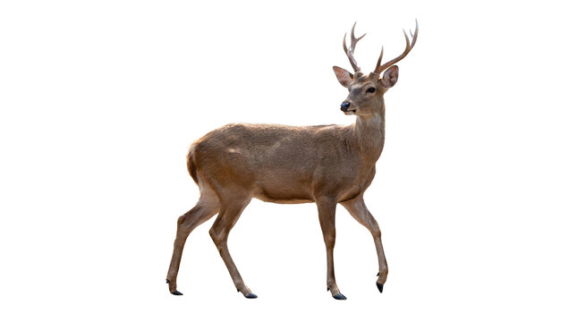 Majestic sika deer with prominent antlers gracefully walking and looking left, isolated on a transparent background.