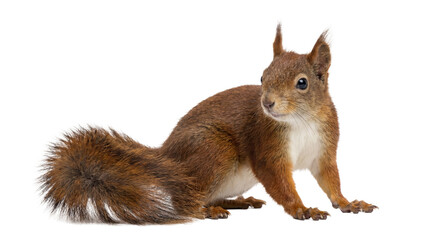 A charming photograph of a European red squirrel (Sciurus vulgaris) crouching, isolated on a transparent background. © Irene