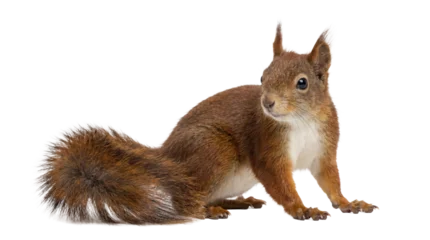 A charming photograph of a European red squirrel (Sciurus vulgaris) crouching, isolated on a transparent background. © Irene