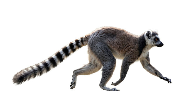 Ring tailed lemur running isolated on transparent background &ndash; wild primate with long striped tail from Madagascar