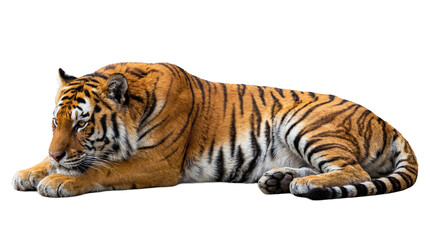 Peaceful Bengal tiger resting, head low, captured in a detailed photograph, isolated on a transparent background.