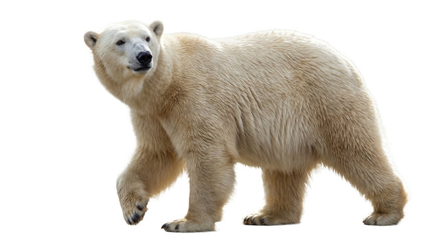 A captivating photograph of a magnificent polar bear, Ursus maritimus, walking, isolated on a transparent background.