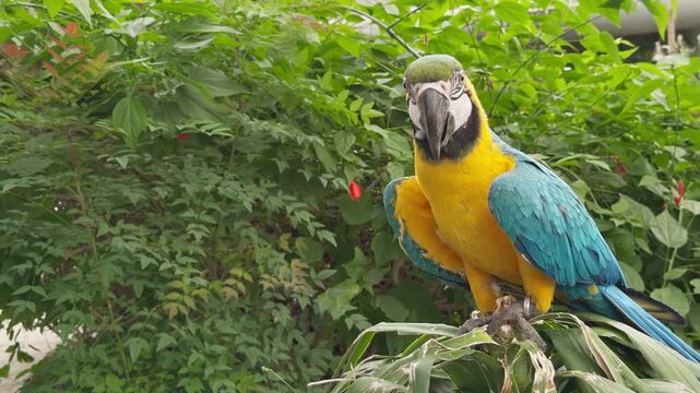Vibrant Colorful Tropical Parrot Perched on a Branch in Natural Habitat