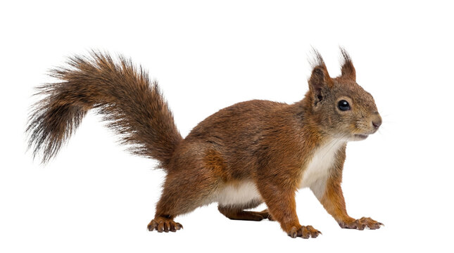 A captivating photograph of a vigilant red squirrel with its distinctive bushy tail.