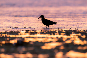 oystercatcher