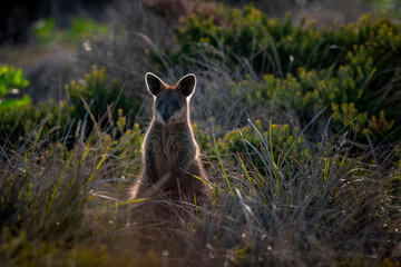 swamp wallaby