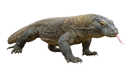 Obraz premium Majestic Komodo dragon, the world's largest lizard, with its tongue extended, isolated on a transparent background.