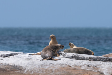 australian sea lion