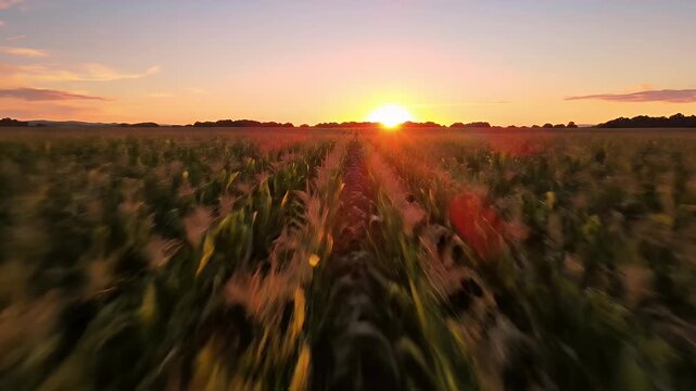 Cornfield Sunset - A low angle shot shows a vibrant cornfield at sunset, with the sun sinking below the horizon in the distance. The orange and pink sky illuminates the rows of corn stalks.