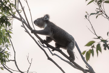 koala climbing © Jeremy