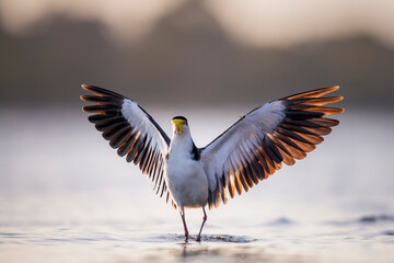 masked lapwing flight