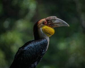 yellow billed hornbill © badrudin