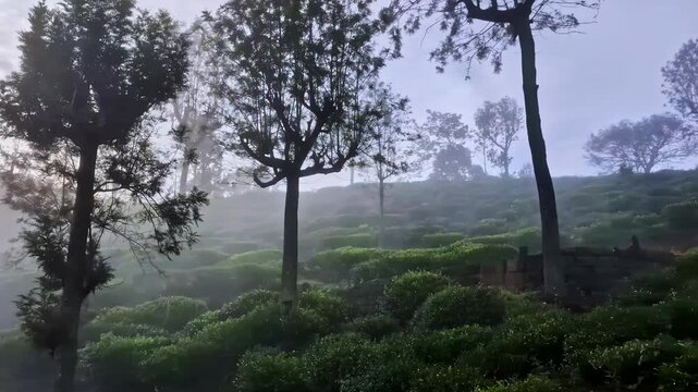 POV shot from the train from Ella to Kandy with trees and nature during the day in Badulla District of Uva Province, Sri Lanka