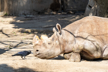 rhino and crow © Amane