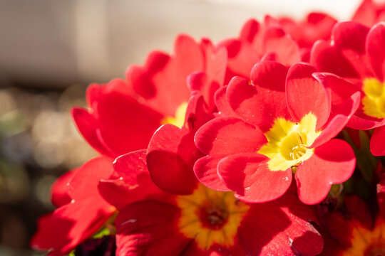red primula