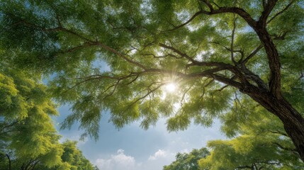 Obraz premium Sunlight Filtering Through Lush Green Leaves of Trees in a Tranquil Outdoor Nature Setting
