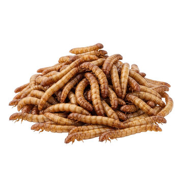 Pile Mealworms Isolated Black Background
